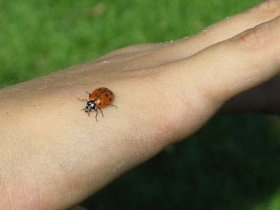 One Little "Lady" Bug